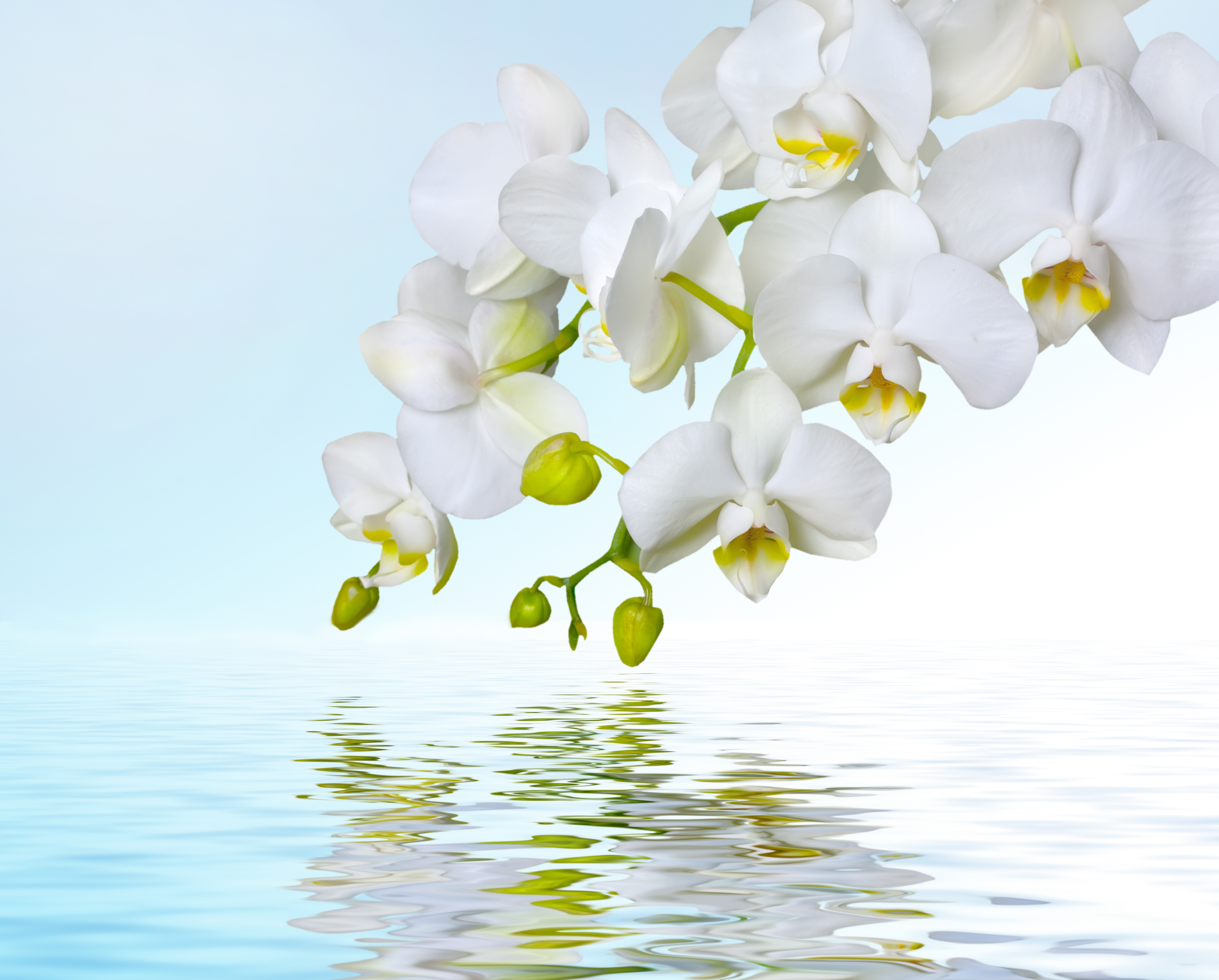 Aa