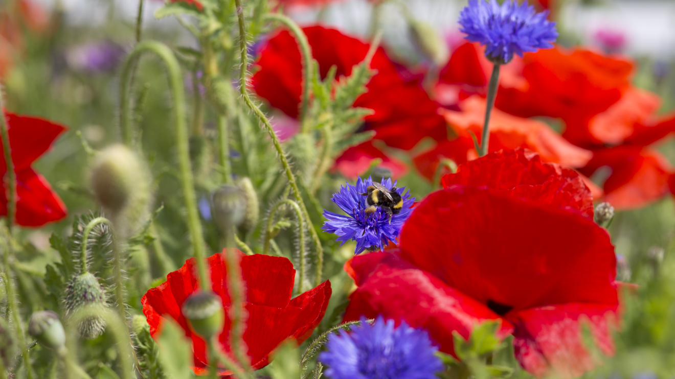 Bloemen- en bijenparadijs