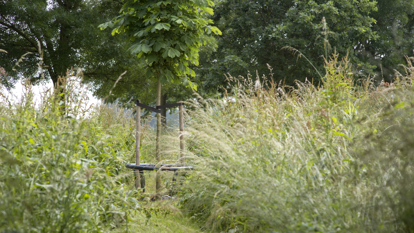 asbomen Sint Janshof