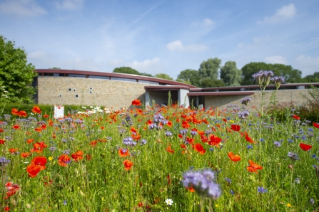 Iepenhof met honey highway