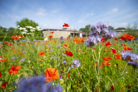 Honey Highway op Iepenhof 