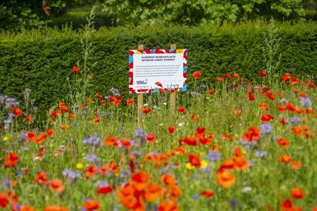 Honey Highway op Iepenhof 