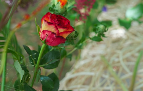 Bloemen op wilgenmand