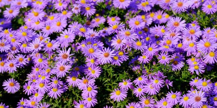 Aster